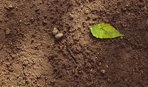 تصویر 3 از خرید خاک گلدان کوکوپیت + فروش استثنایی